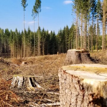 Брошнівська філія ДП «Ліси України» планує масштабну вирубку старовікових лісів Брошнівська філія ДП «Ліси України» планує масштабну вирубку старовікових лісів