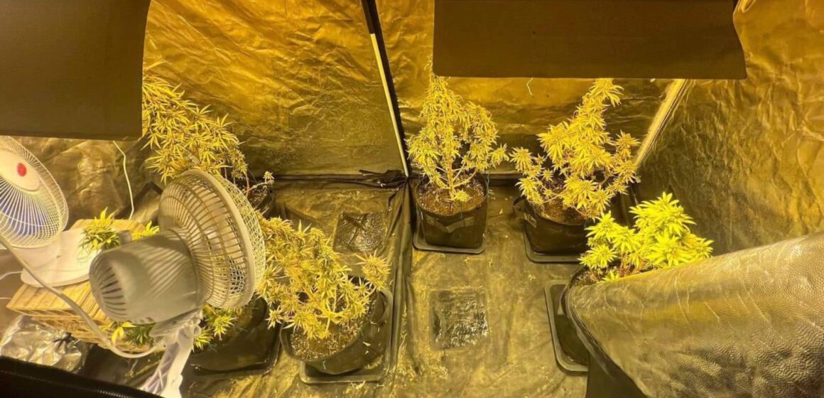 Вирощував коноплю в орендованому будинку: прикарпатські поліцейські затримали наркозбувача (ФОТО)
