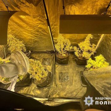 Вирощував коноплю в орендованому будинку: прикарпатські поліцейські затримали наркозбувача (ФОТО)
