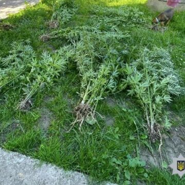 На Коломийщині викрили чоловіка, який вирощував коноплю на городі На Коломийщині викрили чоловіка, який вирощував коноплю на городі