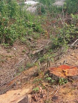 У Долині виявили факти знищення 52 дерев