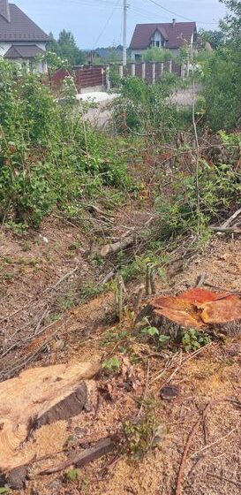 У Долині виявили факти знищення 52 дерев