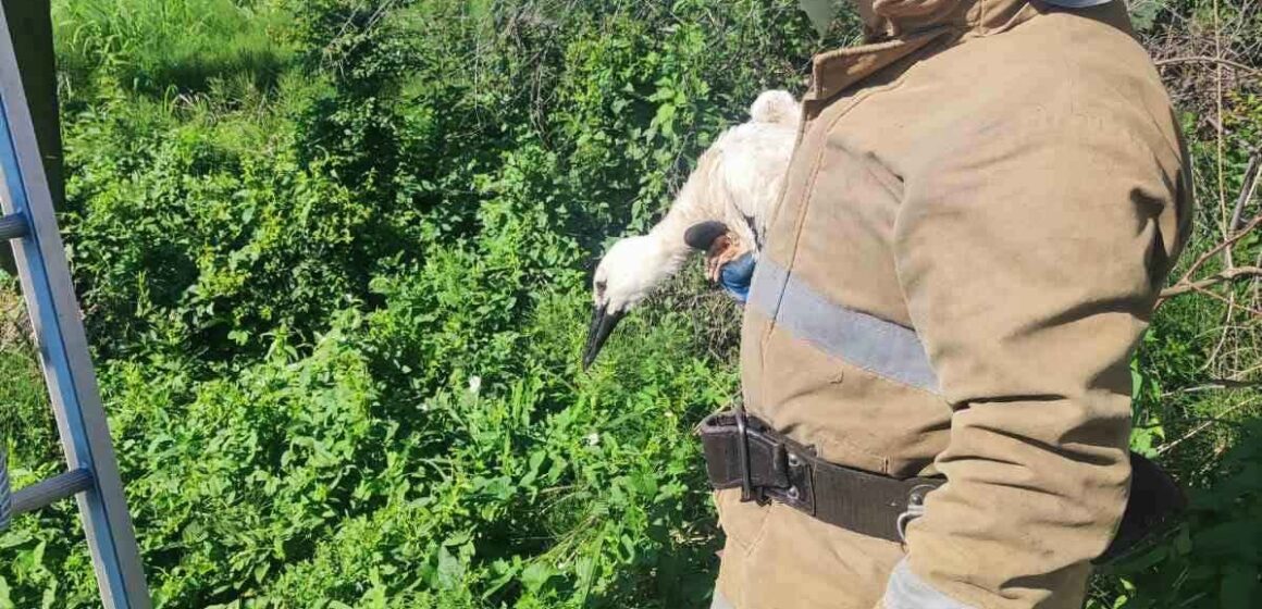 На Калущині надзвичайники врятували лелеченя