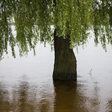 На Прикарпатті прогнозують підвищення рівнів води в річках на 0,5-1,5 метра