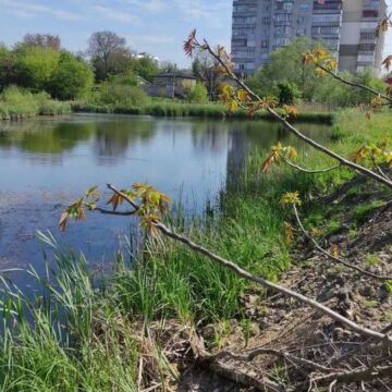У Калуші прокоментували загибель риби в озері в районі вулиць Рубчака-Грушевського