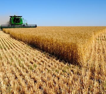 Сільськогосподарські підприємства Прикарпаття розпочали збирання озимої пшениці та гороху