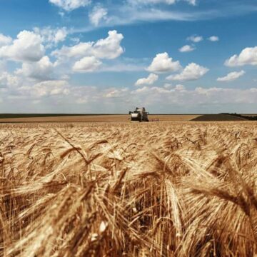 На Прикарпатті завершують збирання зернобобових культур