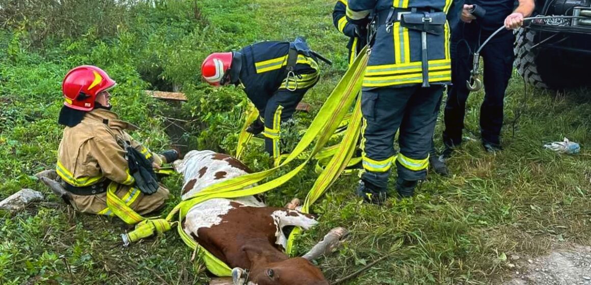 У Галицькій громаді рятувальники витягнули з ями корову (ФОТО)