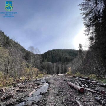 На Прикарпатті судитимуть керівництво лісгоспу, яке роками незаконно рубало деревину на заповідній території