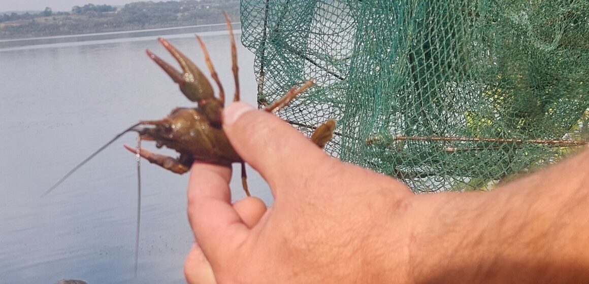 На Бурштинському водосховищі вилучено браконьєрські раколовки