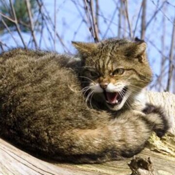 У двох громадах Івано-Франківського району встановлено випадки сказу