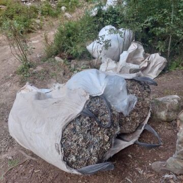 На території Бистрицького лісництва виявлено незаконну заготівлю ісландського моху