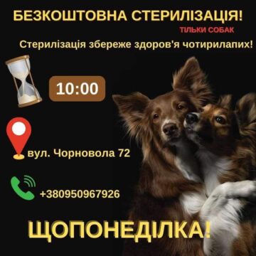 У калуському Домі Сірка безоплатно проводять стерилізацію собак