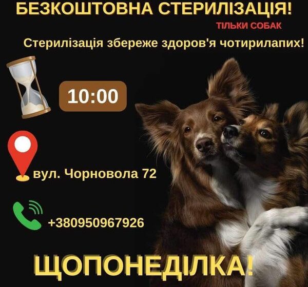 У калуському Домі Сірка безоплатно проводять стерилізацію собак