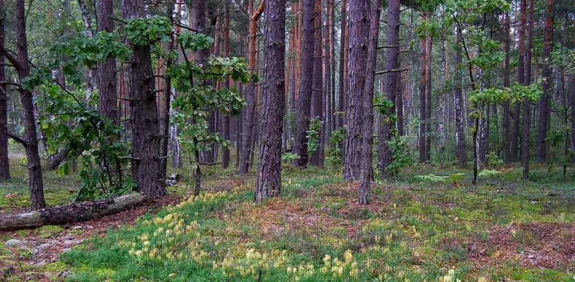 Прокуратура повернула державі землі лісового фонду на Коломийщині вартістю 87 млн грн