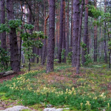 Прокуратура повернула державі землі лісового фонду на Коломийщині вартістю 87 млн грн