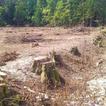 На Прикарпатті виявили незаконну вирубку дерев на суму понад 1 млн гривень На Прикарпатті виявили незаконну вирубку дерев на суму понад 1 млн гривень