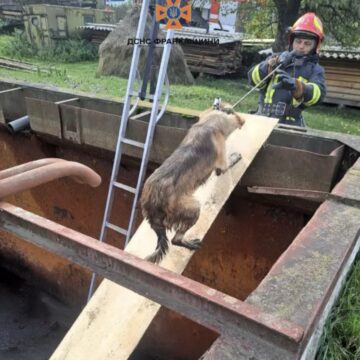 У Верховині собака впала у закинутий резервуар: вивільняли тваринку рятувальники (ФОТО)   
