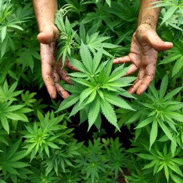 Мешканця Косівщини судитимуть за вирощування та збут коноплі Мешканця Косівщини судитимуть за вирощування та збут коноплі