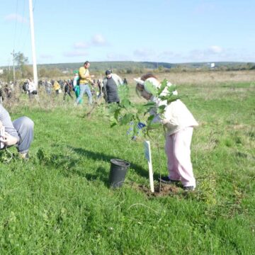 Дубовий гай в пам’ять про полеглих Героїв висадили у Калуші
