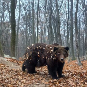 Ведмеді Галицького НПП остаточно залягли у зимову сплячку