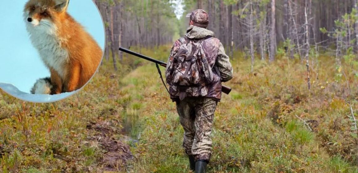 У лісах Калущини триває відстріл хижаків