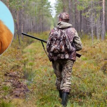 У лісах Калущини триває відстріл хижаків