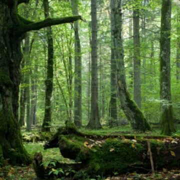 На Снятинщині прокуратура вимагає визначити межі 8 об’єктів природно-заповідного фонду