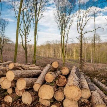 На Прикарпатті засудили командира військової частини за вирубку дерев в заказнику «Чорний ліс»