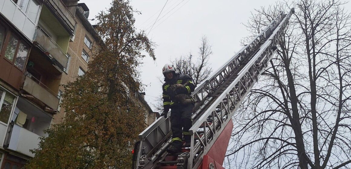 В Калуші рятувальники зняли кошеня із дерева на рівні пʼятиповерхового будинку