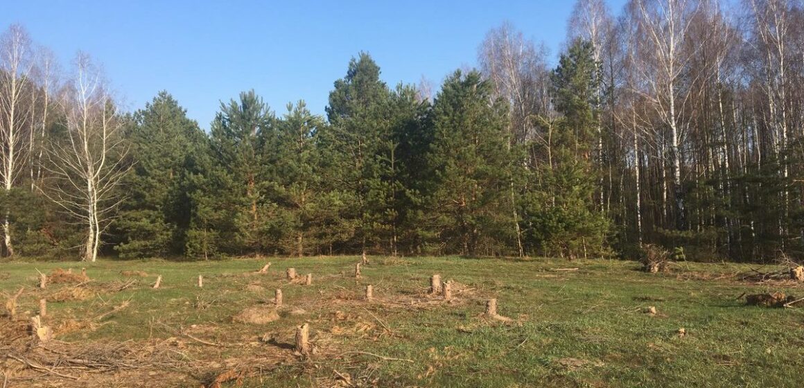 Долинську громаду звинувачують у бездіяльності щодо узаконення 33 га самосійних лісів Долинську громаду звинувачують у бездіяльності щодо узаконення 33 га самосійних лісів