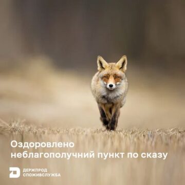 Ще один населений пункт Івано-Франківського району оздоровили щодо сказу тварин та оголосили його благополучним