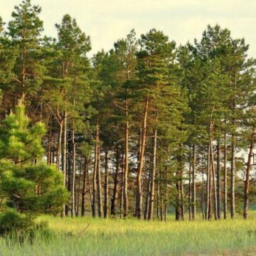 На Прикарпатті прокурори повернули державі лісові землі, якими протиправно розпорядилися органи місцевого самоврядування