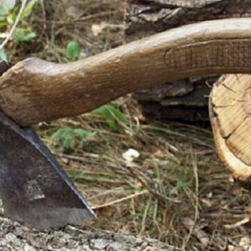 Посадовець Косівського лісгоспу допустив незаконну порубку майже 790 дерев Посадовець Косівського лісгоспу допустив незаконну порубку майже 790 дерев