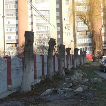 Мешканець Калуша самовільно обрізав крони 14 дерев на території ліцею (ФОТО)