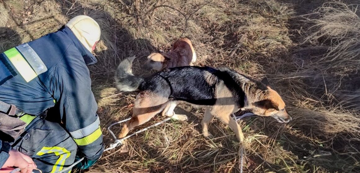 Долинські надзвичайники врятували собаку з каналізаційного колодязя