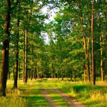 На Надвірнянщині 5 га лісового фонду незаконно передали у власність сільради