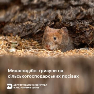Сільськогосподарські посіви на Івано-Франківщині потерпають від мишоподібних гризунів