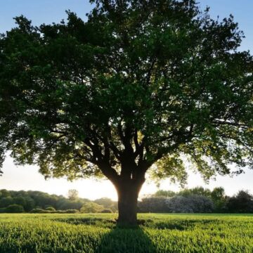 В Івано-Франківську продовжується акція «Посади дерево в пам’ять воїна» В Івано-Франківську продовжується акція «Посади дерево в пам’ять воїна»