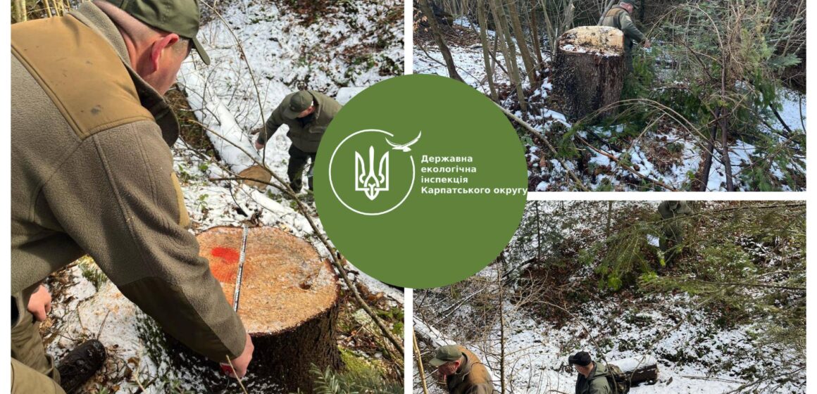 На Богородчанщині розслідують незаконну рубку дерев на майже 800 тис. грн