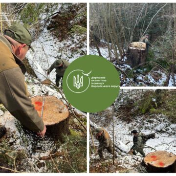 На Богородчанщині розслідують незаконну рубку дерев на майже 800 тис. грн