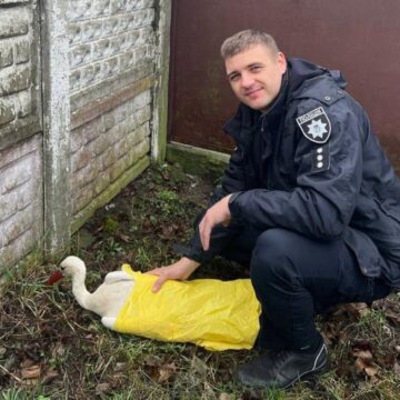 Франківські патрульні врятували пораненого лелеку