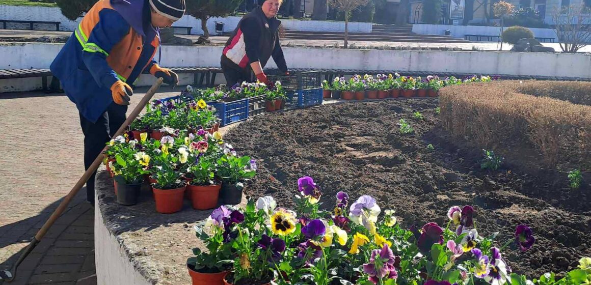 Перші весняні квіти завдяки комунальникам з’являються на міських клумбах Калуша