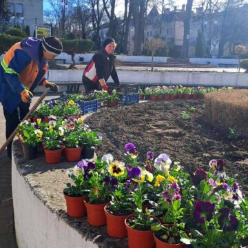 Перші весняні квіти завдяки комунальникам з’являються на міських клумбах Калуша