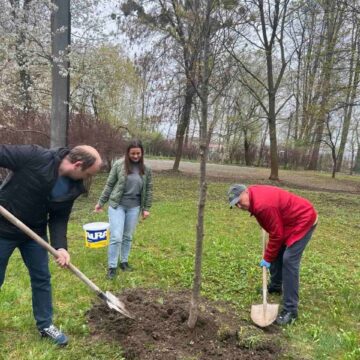 В Івано-Франківську висадили нові декоративні дерева