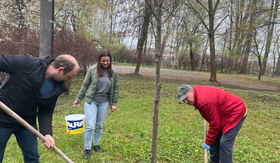 В Івано-Франківську висадили нові декоративні дерева