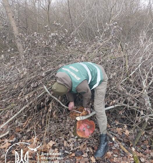 На Прикарпатті виявили незаконну вирубку дерев на понад 2,2 мільйона гривень