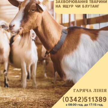 У Івано-Франківській області створили «гарячу лінію» щодо захворювань тварин на ящур чи блутанг