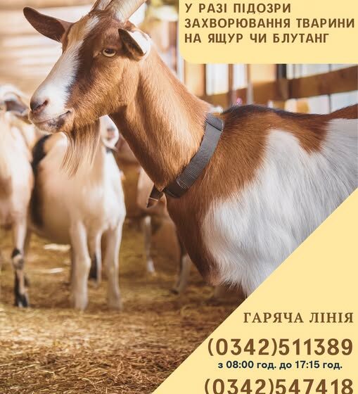 У Івано-Франківській області створили «гарячу лінію» щодо захворювань тварин на ящур чи блутанг