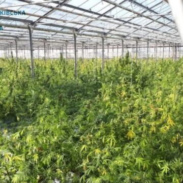 Винесено вирок учасникам злочинної групи, які облаштували масштабну наркоплантацію на Косівщині